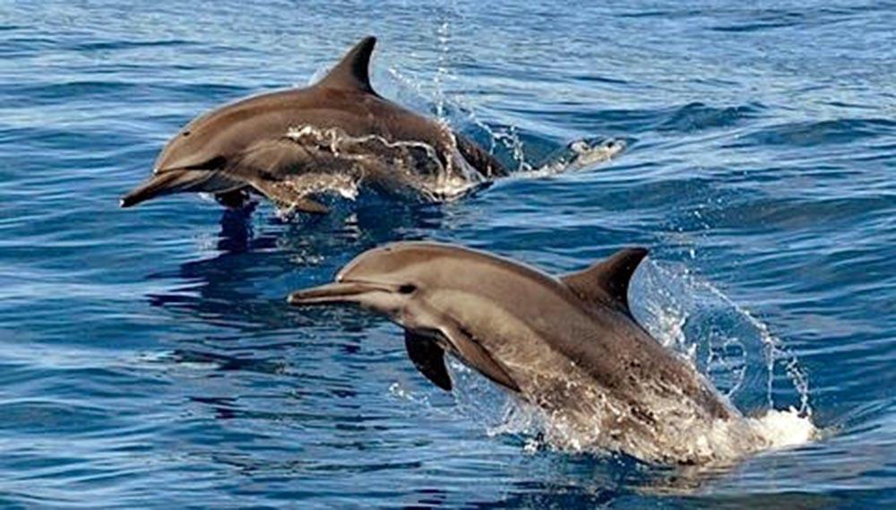 The Orca Ξενοδοχείο Hulhumale Εξωτερικό φωτογραφία